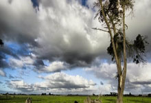 美洲杯女足赛事精彩纷呈，各支球队实力半斤八两