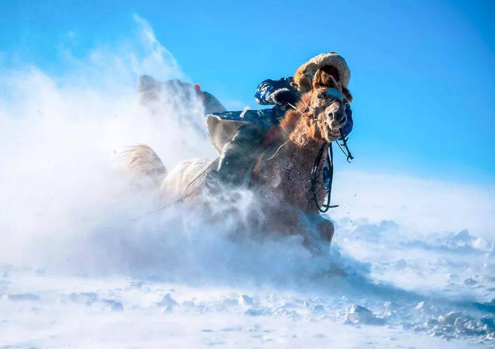 蒙古队选手表现出色，勇往直前的简单介绍